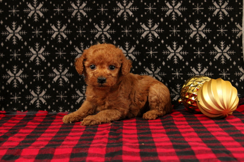 puppy, for, sale, Mini Poodle, Matthew B. Stoltzfus, dog, breeder, Gap, PA, dog-breeder, puppy-for-sale, forsale, nearby, find, puppyfind, locator, puppylocator, aca